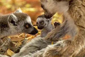 Catta: Ring-tailed Lemur