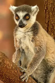 Catta: Ring-tailed Lemur