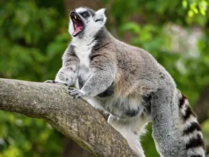 Maki: Ring-tailed Lemur