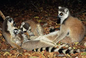 Catta: Ring-tailed Lemur - adults with baby