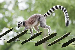 Catta: Ring-tailed Lemur - animal walking along tree ladder