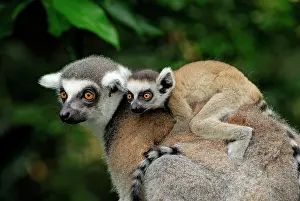 Catta: Ring-tailed Lemur - with baby on back
