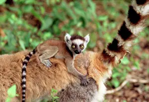 Hitchhiking: RING-TAILED LEMUR -BABY ON BACK