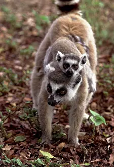 Rungnapa Sasitorn: Ring-tailed LEMUR - baby on back