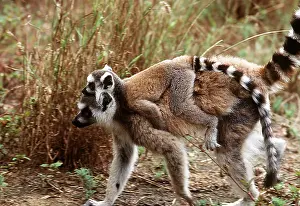 Rungnapa Sasitorn: Ring-tailed LEMUR - with baby on back