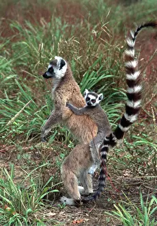 Rungnapa Sasitorn: Ring-tailed LEMUR - with baby on back