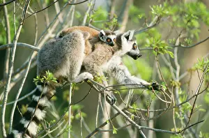 Rungnapa Sasitorn: Ring-tailed Lemur - with baby