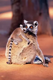 Catta: Ring-tailed LEMUR - with baby on back, on ground, endemic