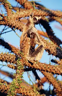 Chest: Ring-tailed LEMUR - with baby on chest, in tree, endemic