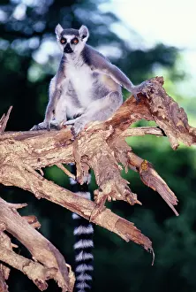 Catta: Ring-tailed Lemur - on branch