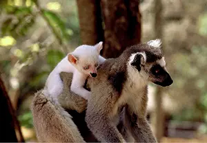 Rungnapa Sasitorn: Ring-tailed LEMUR - carrying baby on back