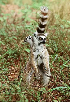Rungnapa Sasitorn: RING-TAILED LEMUR - carrying infant