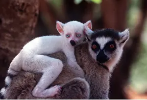 Rungnapa Sasitorn: Ring-tailed LEMUR - carrying white baby male