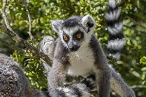 Catta: Ring-tailed (Lemur catta) lemurs foraging in tree