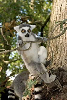 Cling: Ring-tailed Lemur - clinging to branch