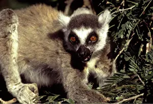 Rungnapa Sasitorn: RING-TAILED LEMUR - close-up