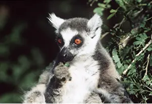 Rungnapa Sasitorn: RING-TAILED LEMUR - close-up eating