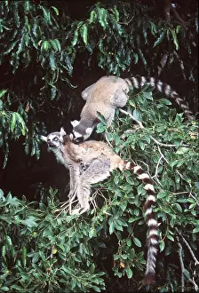 Rungnapa Sasitorn: RING-TAILED LEMUR - close-up upper body