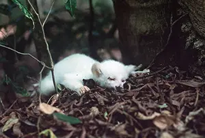 Rungnapa Sasitorn: RING-TAILED LEMUR - dead white baby male