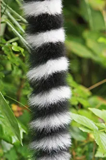 Detailed: Ring-tailed Lemur - detailed study of tail, distribution