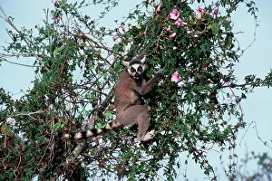 Catta: Ring-Tailed Lemur - eating flowers