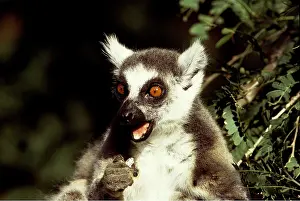 Rungnapa Sasitorn: RING-TAILED LEMUR - Feeding