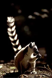 Rungnapa Sasitorn: RING-TAILED LEMUR - feeding