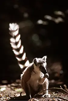 Rungnapa Sasitorn: RING-TAILED LEMUR - feeding