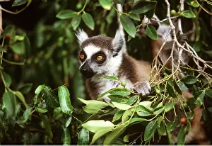 Rungnapa Sasitorn: RING-TAILED LEMUR - feeding on Cordia berries
