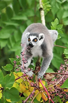 Ripened: Ring-tailed Lemur - feeding on ripened berries