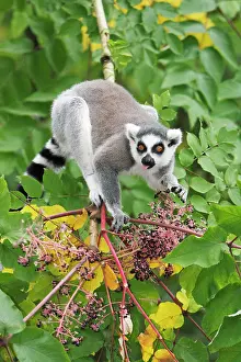 Ripened: Ring-tailed Lemur - feeding on ripened berries
