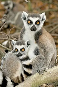 Stare: Ring-tailed Lemur - female with baby