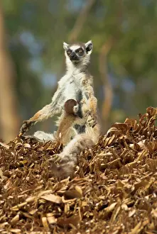 Catta: Ring-tailed Lemur - Female with young suckling