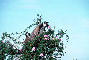 Catta: RING-TAILED LEMUR - at flower