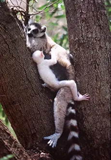 Rungnapa Sasitorn: RING-TAILED LEMUR - Holding white baby male