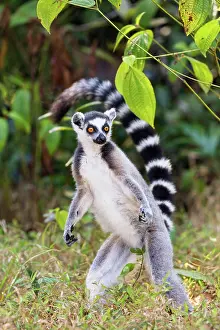 Ring-tailed lemur (Lemur catta), standing, Nahampoana