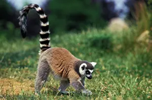 Catta: Ring Tailed Lemur (lemur catta)