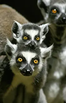Catta: Ring Tailed Lemur (lemur catta), Female carrying Baby
