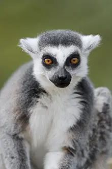 Ring: Ring-tailed lemur (Lemur catta), captive, occurring