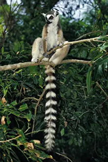 Catta: Ring Tailed Lemur (lemur catta), Adult standing
