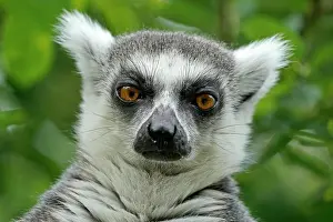 Catta: Ring-tailed lemur (Lemur catta), animal portrait