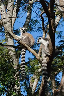 Berenty: Ring tailed lemur (Lemur catta), Berenty