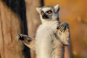 Prosimian: Ring-tailed lemur (Lemur catta), in captivity