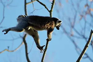 Climb: Ring-tailed lemur (Lemur catta), in captivity