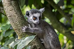 Fitness: Ring-tailed lemur (Lemur catta) climbing in tree