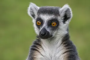 Catta: Ring-tailed lemur (Lemur catta) close-up portrait