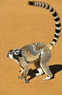 Piggyback: Ring Tailed Lemur (lemur catta), Female carrying