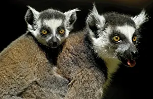 Piggyback: RING TAILED LEMUR (lemur catta), FEMALE CARRYING