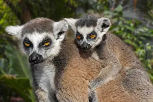Parents: Ring-tailed lemur (Lemur catta) female with young