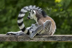Rolled: Ring-tailed lemur (Lemur catta) grooming fur, endangered